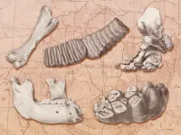 "Fossil Legend": i fossili e la geomitologia dei primordi del Nord America