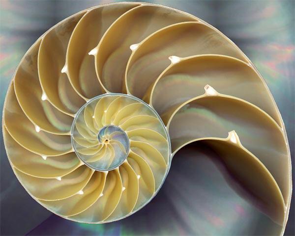 The symbolism of the Spiral: the Milky Way, the shell, the "rebirth"