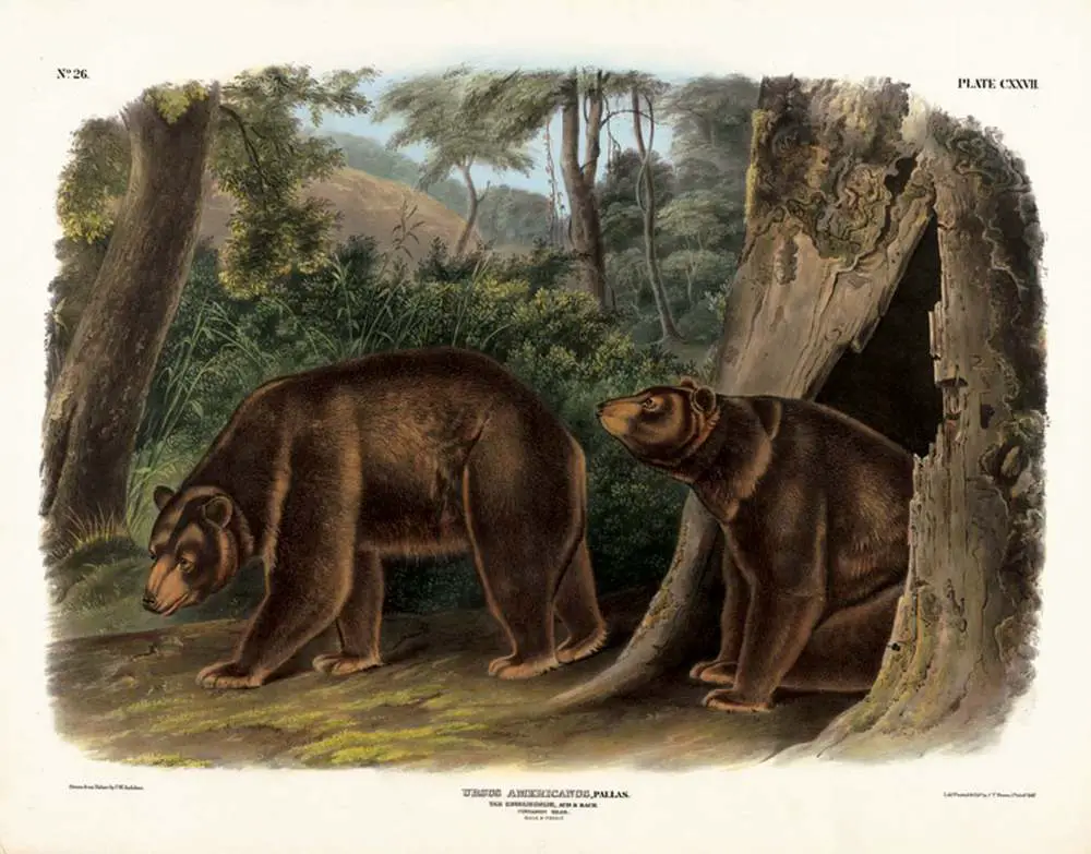 Cinnamon bear by J T Bowen after John James Audubon