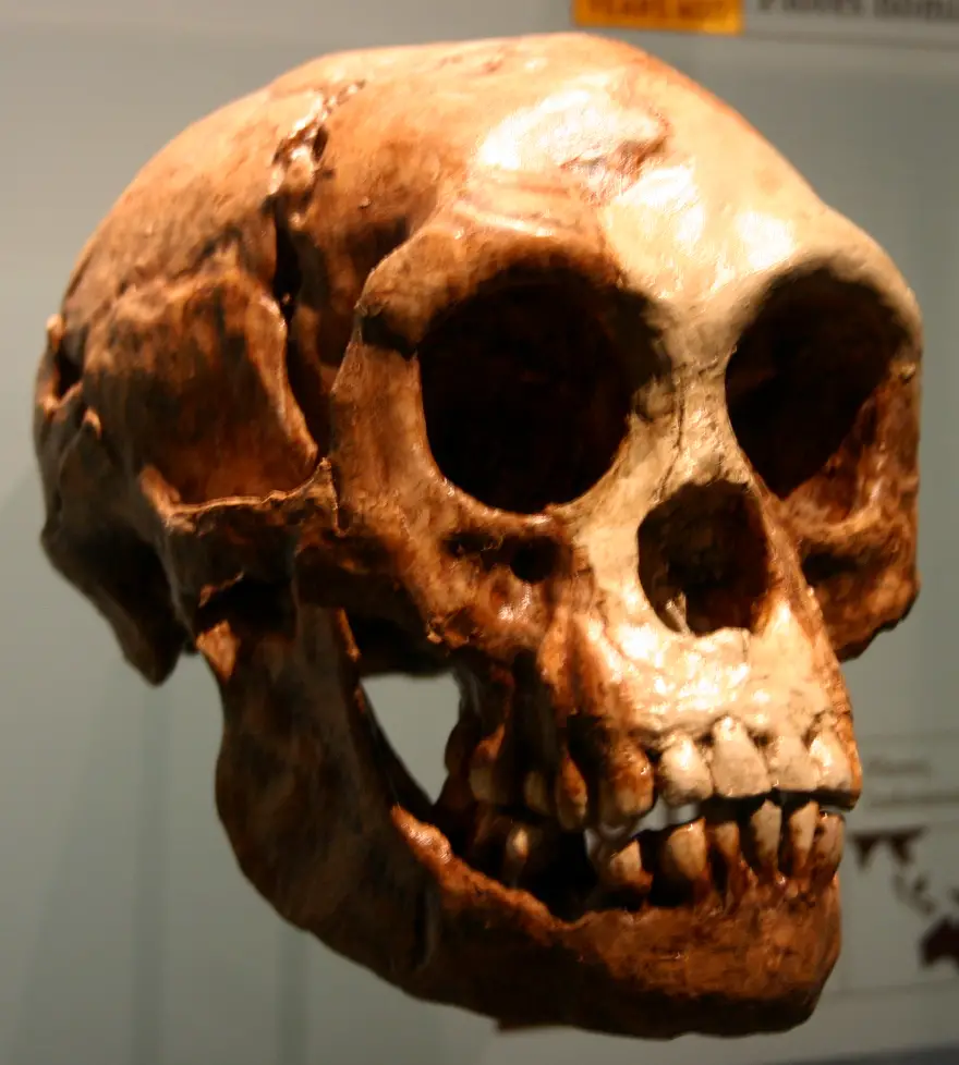 Homo_floresiensis