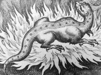 FOTO-4-La-salamandra-in-una-raffigurazione-medievale