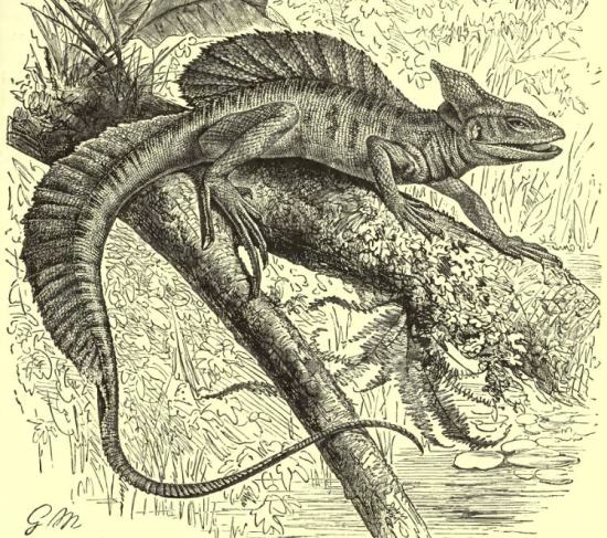 FOTO-9-Basiliscus-basiliscus-a-saurus-in-den-tropischen-Amerika-weit ...